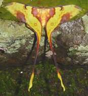 Image of Malaysian moon moth