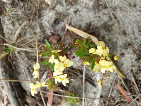 Image of Stylidium acuminatum (Carlquist) Wege