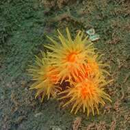 Image of tree coral