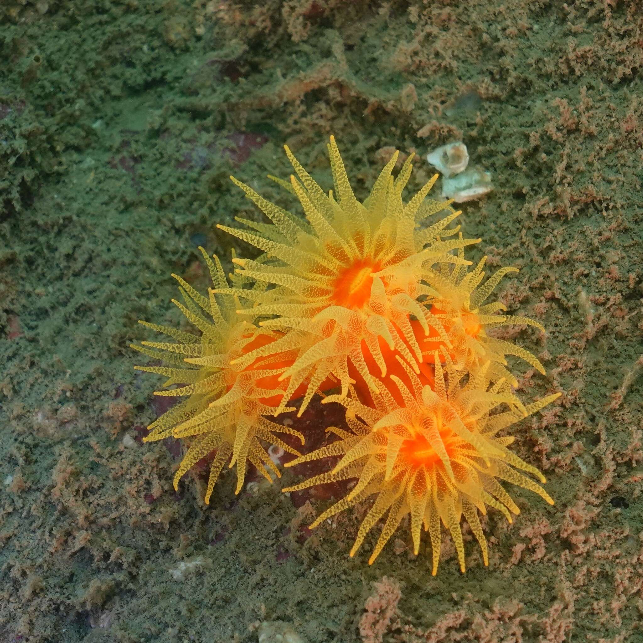 Dendrophyllia arbuscula van der Horst 1922 resmi