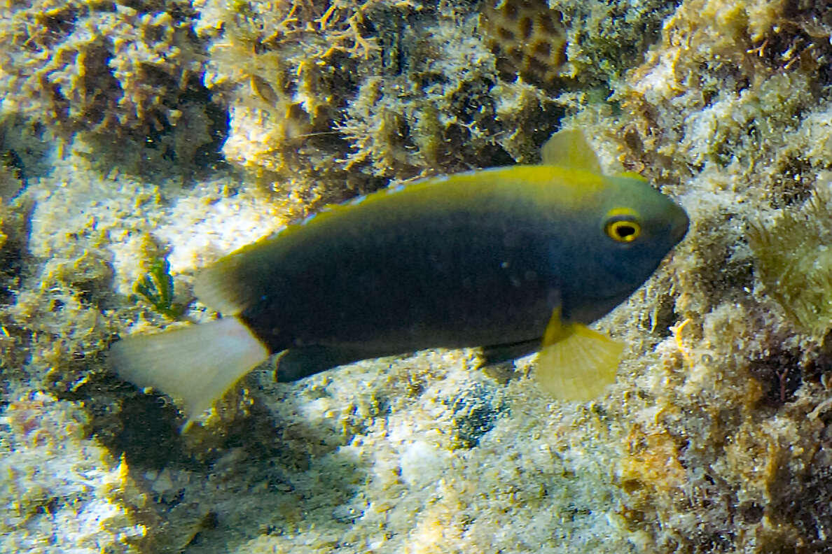 Image of White-tail damsel