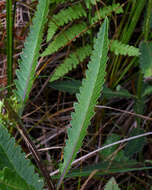 Image of swamp lousewort