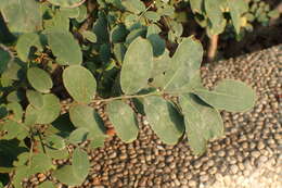 Image de Phyllanthus reticulatus Poir.