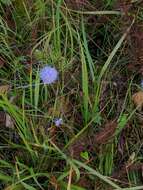 Image of Devil’s Bit Scabious