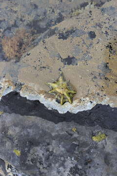 Image of Pacific sugar limpet