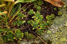 Image of Sempervivum montanum subsp. carpaticum Wettst. ex Hayek