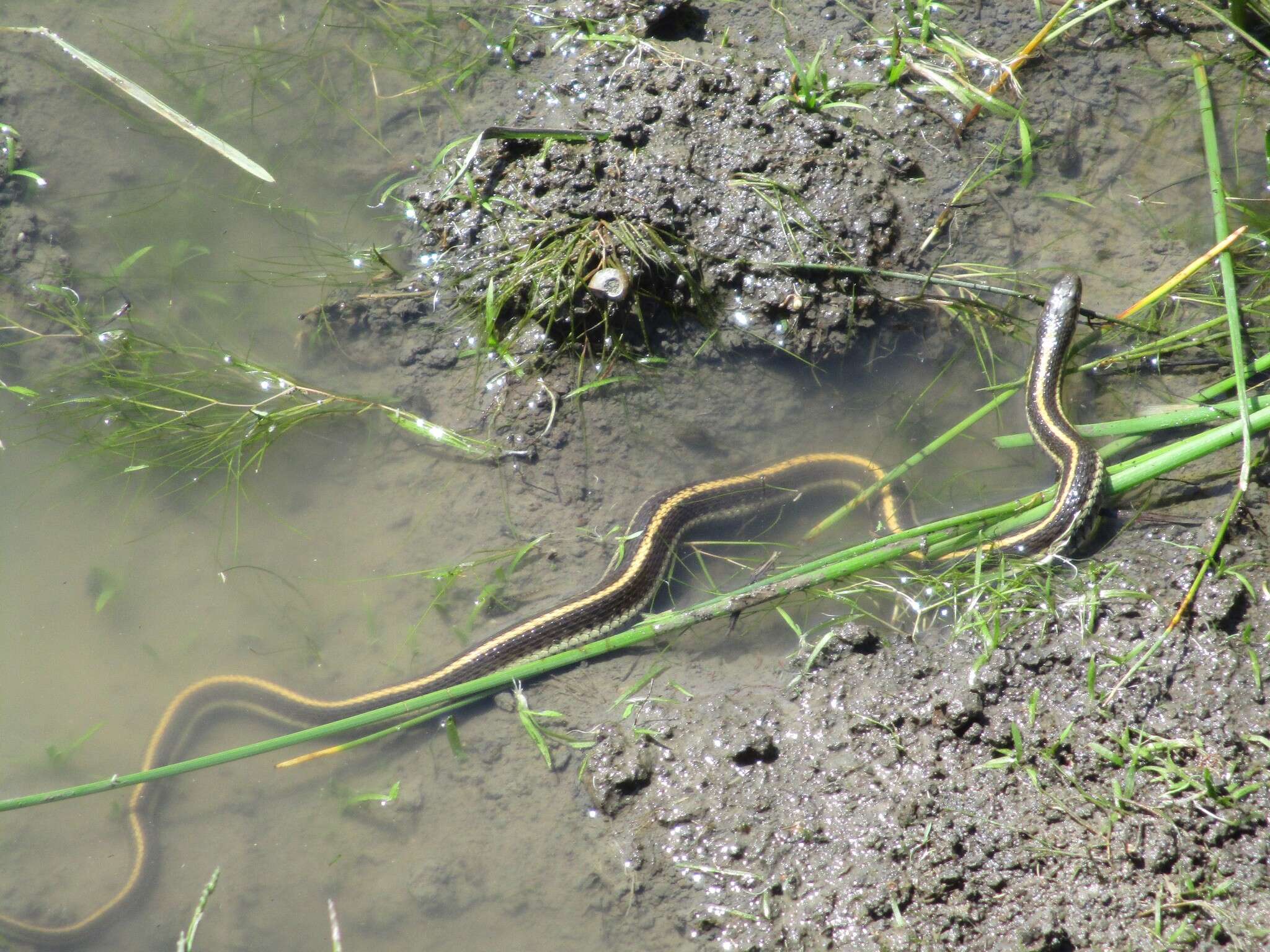 Image of Thamnophis atratus zaxanthus Boundy 1999