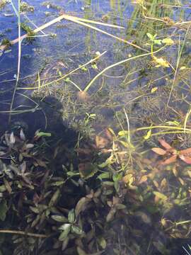 Plancia ëd Hygrophila polysperma (Roxb.) T. Anderson