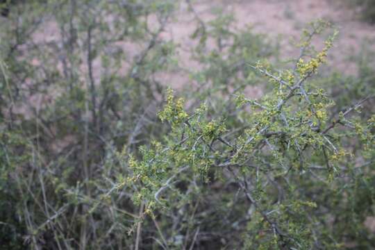 صورة Condalia fasciculata I. M. Johnst.