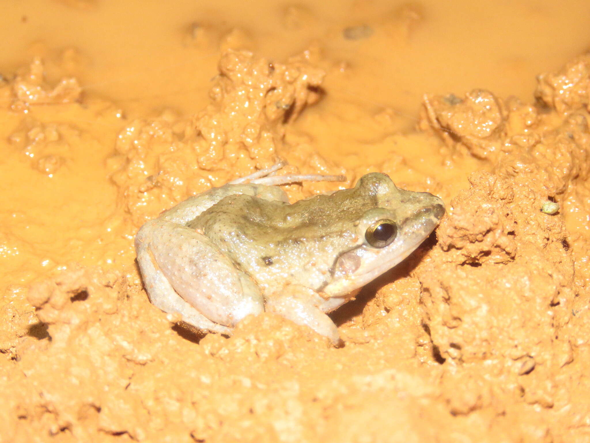 Image of Leptodactylus petersii (Steindachner 1864)