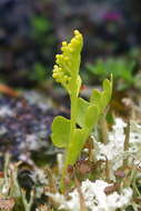 Image of northern moonwort