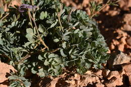 Image of Utah columbine