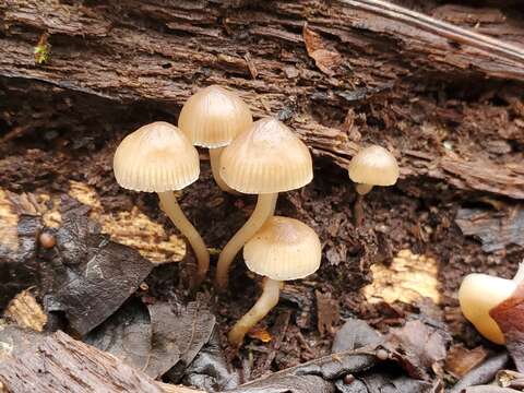 Image of Mycena overholtsii A. H. Sm. & Solheim 1953