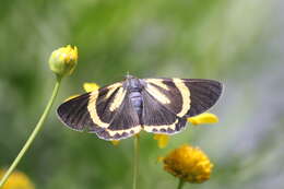 Image of Milionia coronifera Semper 1901