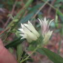 Image of Billardiera rubens L. W. Cayzer, Crisp & I. Telford