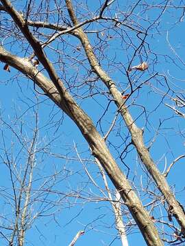 Image of American hornbeam