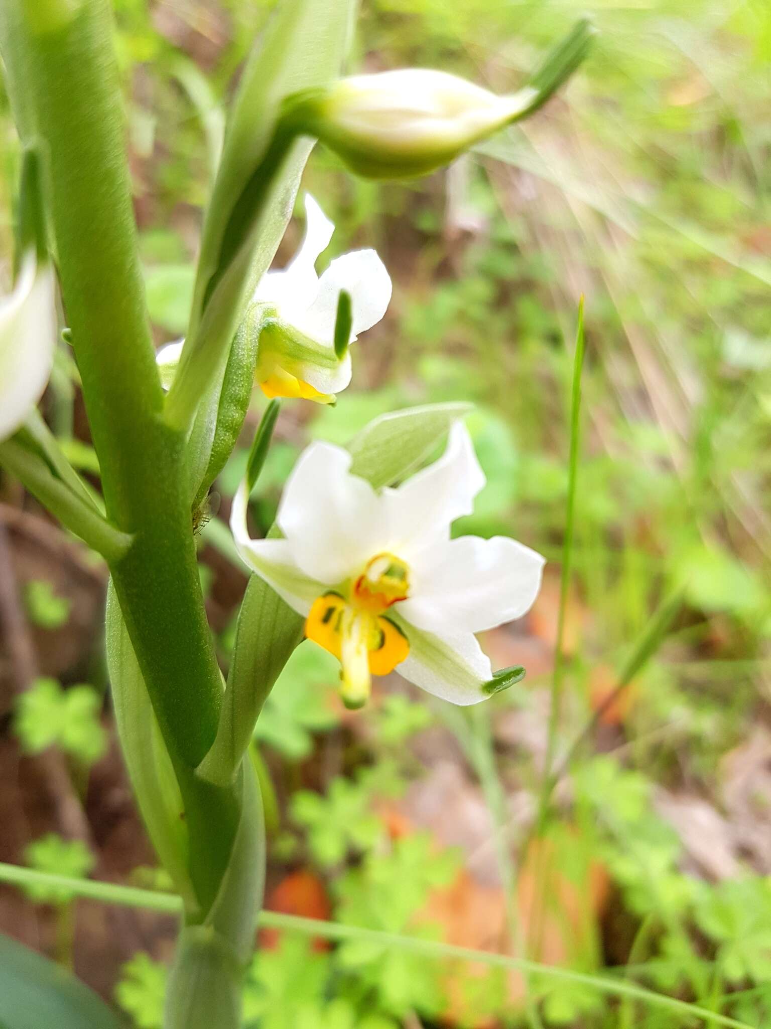 Plancia ëd Gavilea longibracteata (Lindl.) Sparre ex L. E. Navas