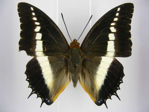 Image of Charaxes brutus angustus Rothschild 1900