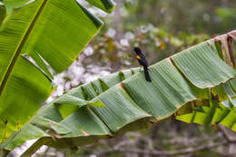 Image of Variable Oriole