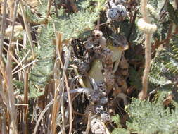 Image of Yellow-throated Plated Lizard