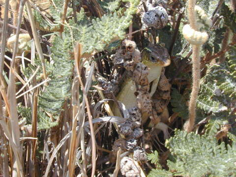 Image of Yellow-throated Plated Lizard