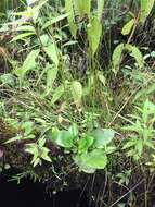 Image of fen grass of Parnassus