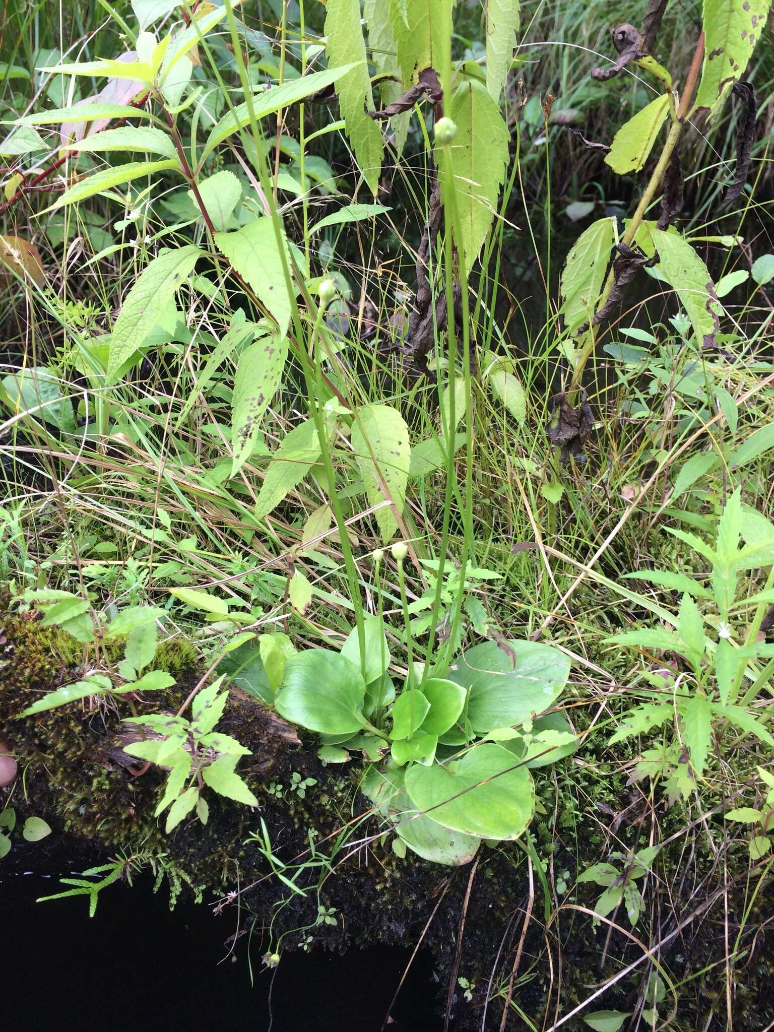 Image of fen grass of Parnassus