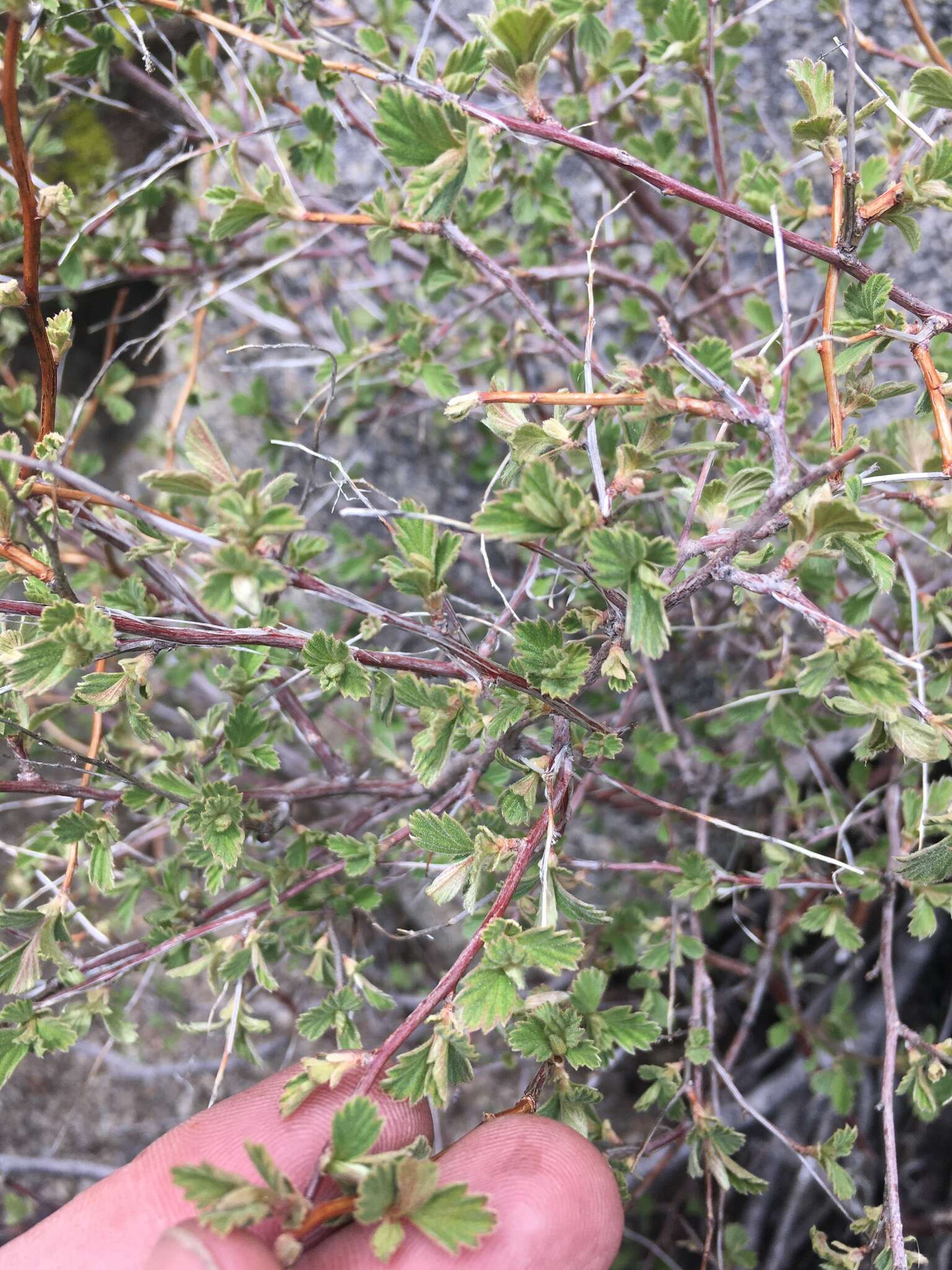 Image of Holodiscus discolor var. microphyllus (Rydb.) Jeps.