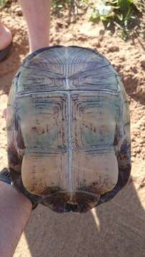 Image of Yellowbelly Mud Turtle