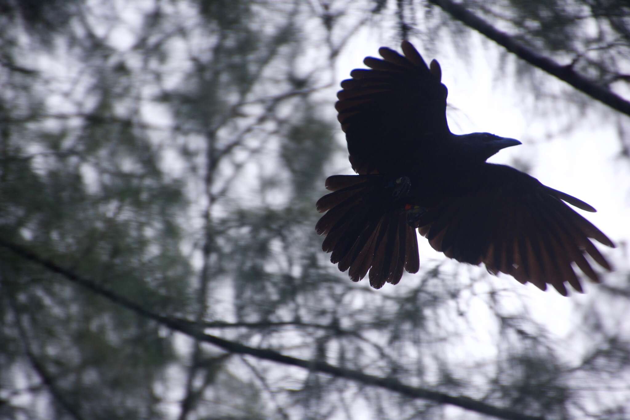 Image of Guam Crow