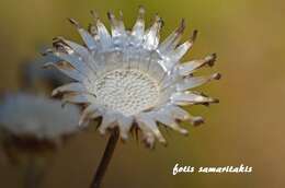 Plancia ëd Centaurea redempta subsp. redempta