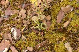 Image of Albuca concordiana Baker