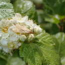 Image of Brachypanorpa sacajawea Byers 1990