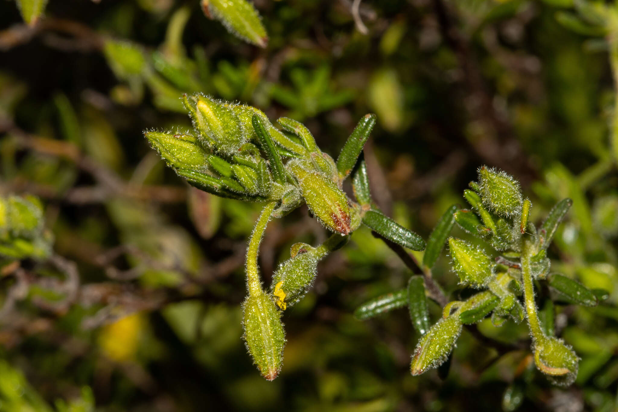 Hibbertia glebosa subsp. glebosa resmi