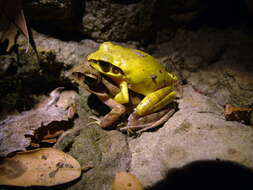 Image of Aglyptodactylus laticeps Glaw, Vences & Böhme 1998