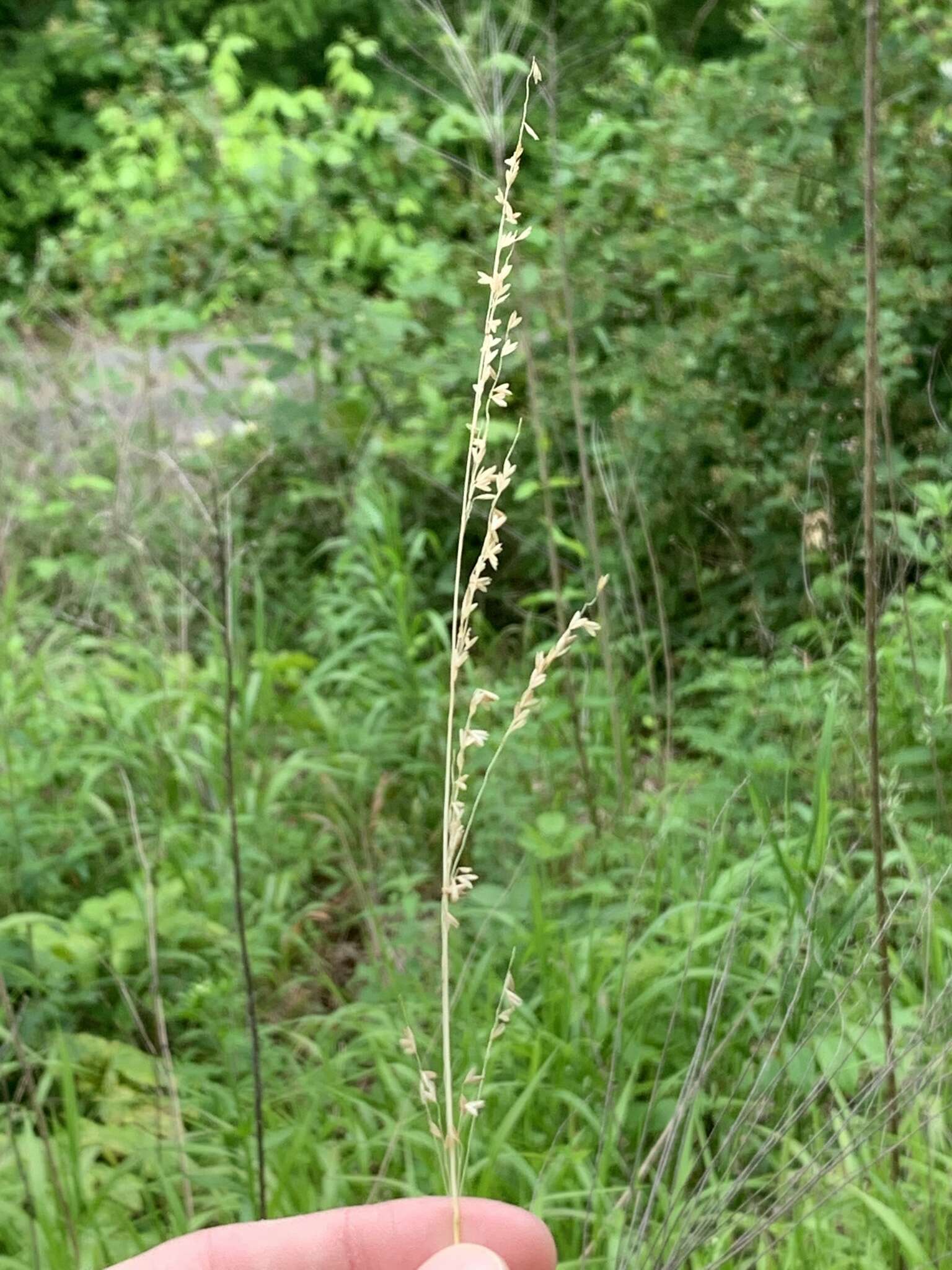 صورة Sphenopholis nitida (Biehler) Scribn.