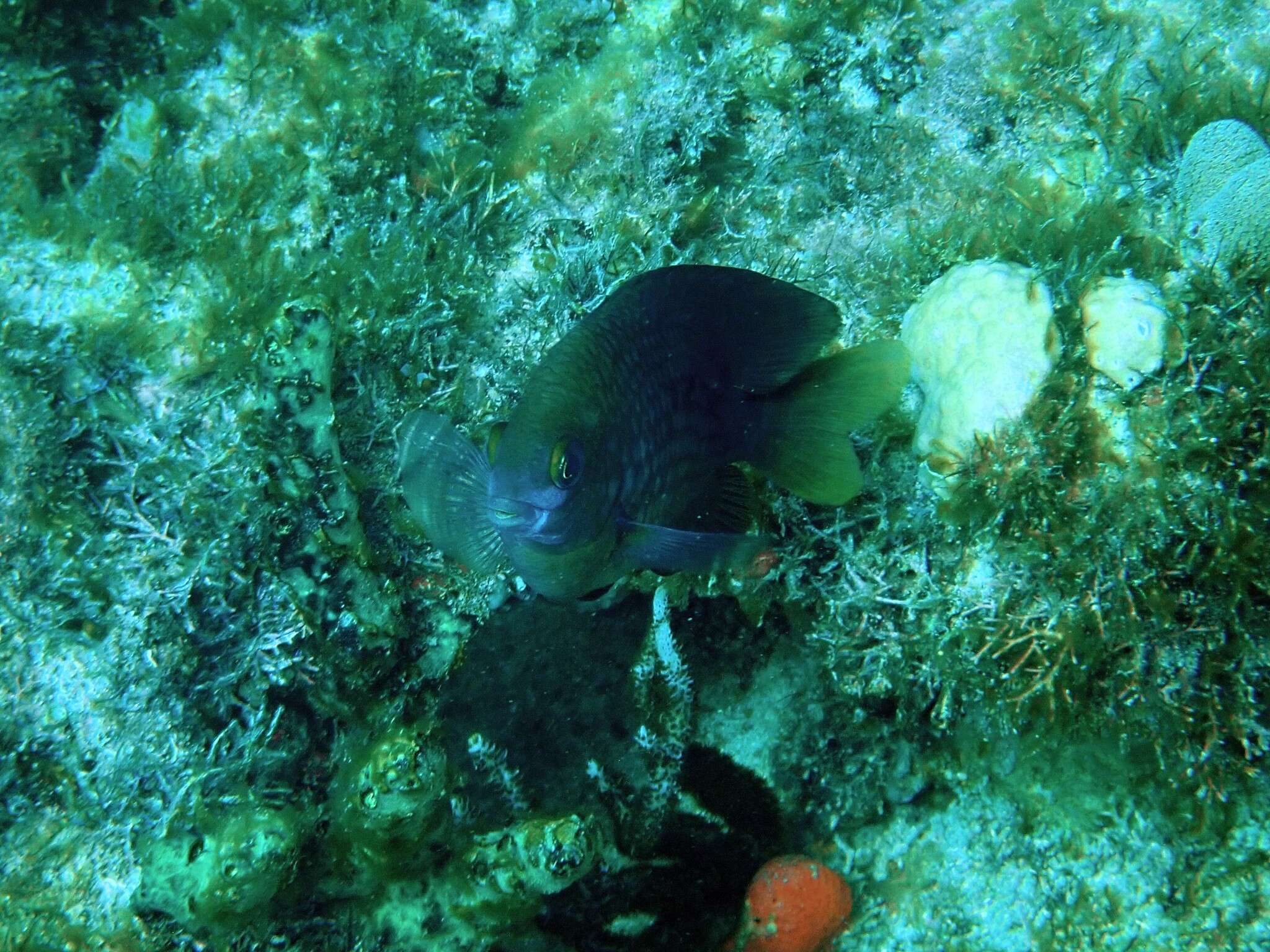 Image of Honey Damselfish