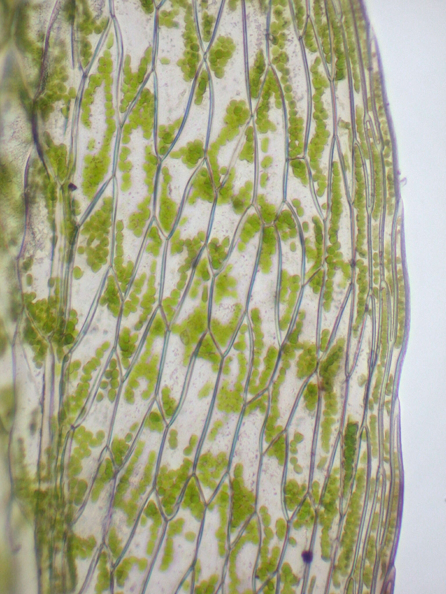 Image of Tozer's epipterygium moss