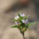 Image of Zaluzianskya parviflora O. M. Hilliard