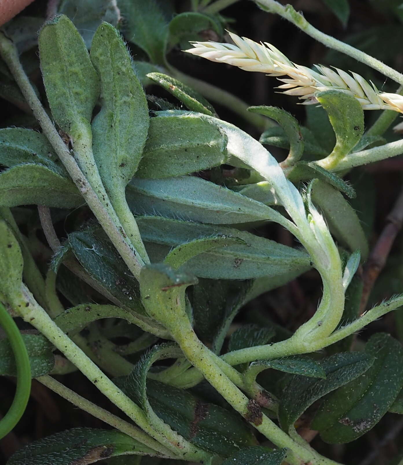 Image of Helianthemum canum (L.) Baumg.