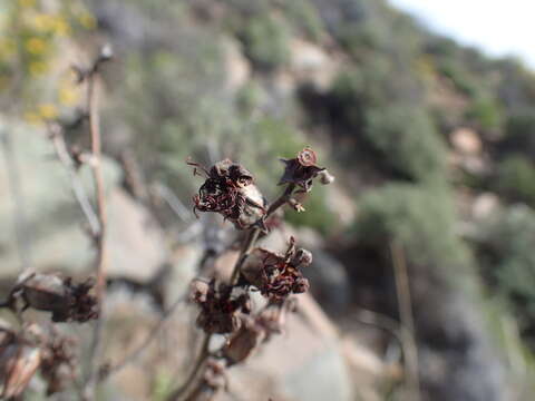 Tylecodon wallichii (Harv.) H. Tölken resmi