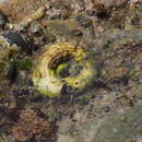 Image of scaly worm shell