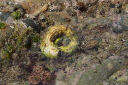 Image of scaly worm shell