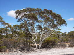 Image de Eucalyptus erythronema subsp. erythronema