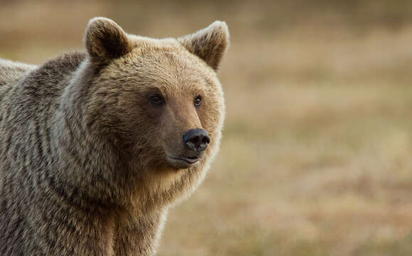 Image of Brown bear