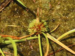 Слика од Cyperus michelianus (L.) Delile