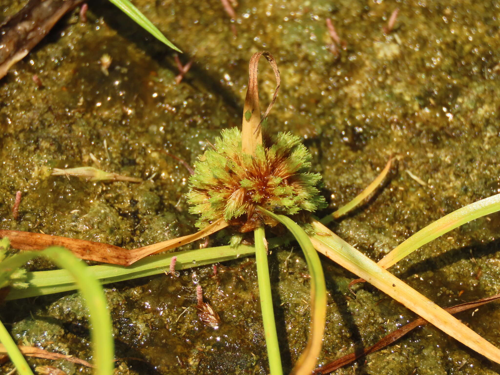 Image of Cyperus michelianus (L.) Delile