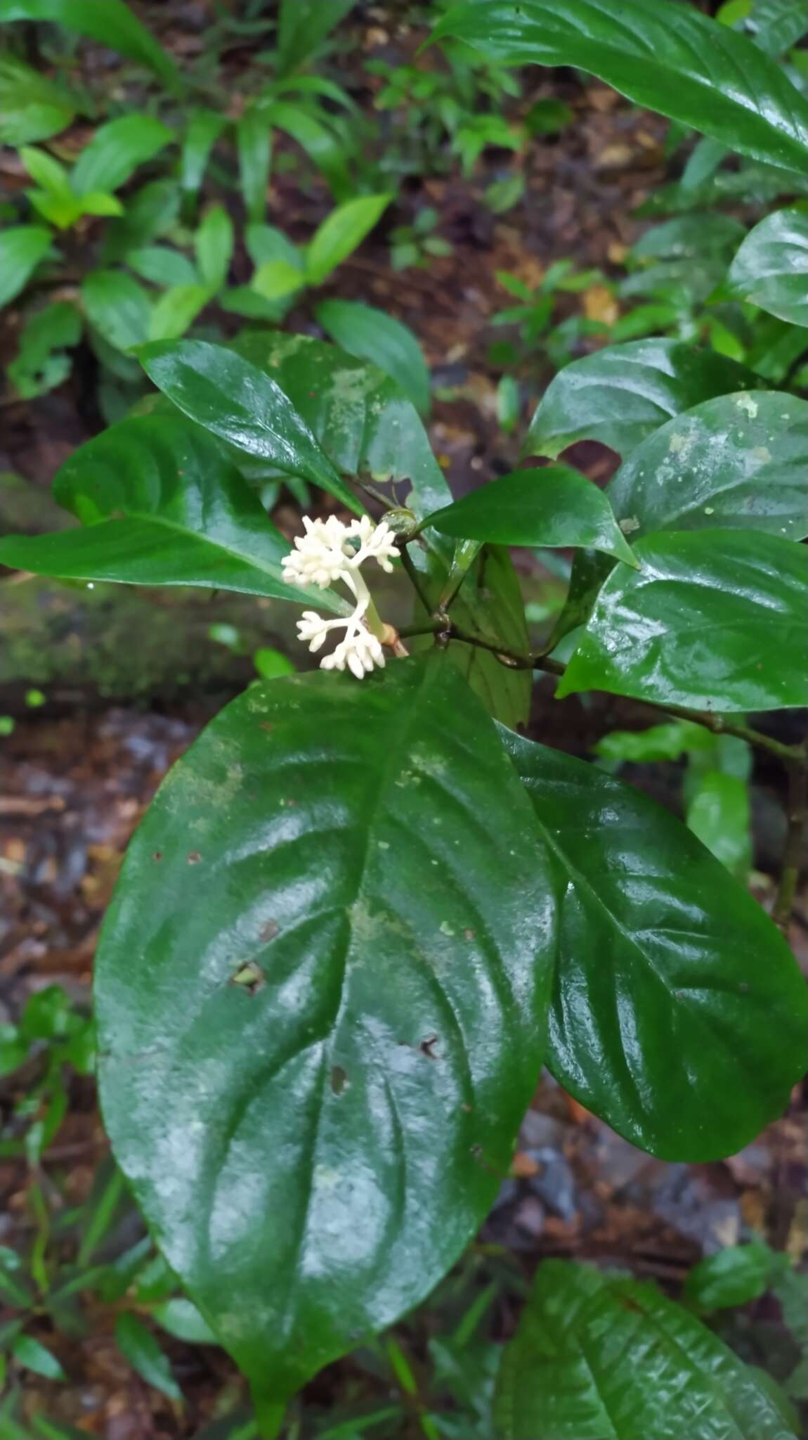 Image of Psychotria cupularis (Müll. Arg.) Standl.