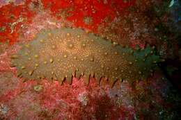 Image of Brown Sea Cucumber