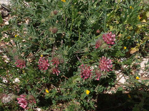 Image of Anthyllis vulneraria subsp. rubriflora (DC.) Arcang.